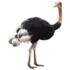Bicho do dia: Avestruz