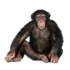 Bicho do dia: Macaco